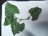  ( - MP409)  @11 [ ] Copyright (2013) PHCDBS Paul Hebert Centre for DNA Barcoding and Biodiversity Studies