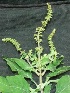  ( - MP408)  @11 [ ] Copyright (2013) PHCDBS Paul Hebert Centre for DNA Barcoding and Biodiversity Studies