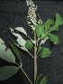  ( - MP799)  @11 [ ] Copyright (2013) PHCDBS Paul Hebert Centre for DNA Barcoding and Biodiversity Studies