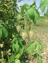  ( - MP435)  @11 [ ] Copyright (2014) PHCDBS Paul Hebert Centre For DNA Barcoding and Biodiversity Studies