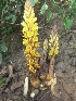  (Cistanche phelypaea - MP438)  @11 [ ] Copyright (2014) PHCDBS Paul Hebert Centre For DNA Barcoding and Biodiversity Studies