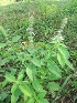  ( - MP767)  @11 [ ] Copyright (2013) PHCDBS Paul Hebert Centre for DNA Barcoding and Biodiversity Studies