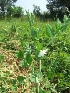  (Pisum - MP786)  @11 [ ] Copyright (2013) PHCDBS Paul Hebert Centre for DNA Barcoding and Biodiversity Studies