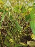  (Glycine - MP785)  @11 [ ] Copyright (2013) PHCDBS Paul Hebert Centre for DNA Barcoding and Biodiversity Studies