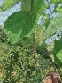  ( - MP471)  @11 [ ] Copyright (2013) PHCDBS Paul Hebert Centre for DNA Barcoding and Biodiversity Studies