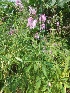  ( - MP476)  @11 [ ] Copyright (2013) PHCDBS Paul Hebert Centre for DNA Barcoding and Biodiversity Studies