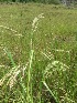  ( - MP482)  @11 [ ] Copyright (2013) PHCDBS Paul Hebert Centre for DNA Barcoding and Biodiversity Studies