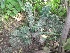  ( - MP497)  @11 [ ] Copyright (2013) PHCDBS Paul Hebert Centre for DNA Barcoding and Biodiversity Studies