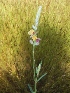  ( - MP790.1)  @11 [ ] Copyright (2013) PHCDBS Paul Hebert Centre for DNA Barcoding and Biodiversity Studies