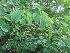  ( - MP538)  @11 [ ] Copyright (2013) PHCDBS Paul Hebert Centre for DNA Barcoding and Biodiversity Studies