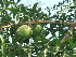  ( - MP704)  @11 [ ] Copyright (2013) PHCDBS Paul Hebert Centre for DNA Barcoding and Biodiversity Studies