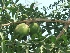  ( - MP271)  @11 [ ] Copyright (2014) PHCDBS Paul Hebert Centre fo DNA Barcoding And Biodiversity Studise