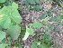  ( - MP357)  @11 [ ] Copyright (2013) PHCDBS Paul Hebert Centre for DNA Barcoding and Biodiversity Studies