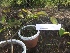  (Pseudocalymma - MP371)  @11 [ ] Copyright (2013) PHCDBS Paul Hebert Centre for DNA Barcoding and Biodiversity Studies