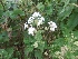  ( - MP540)  @11 [ ] Copyright (2013) PHCDBS Paul Hebert Centre for DNA Barcoding and Biodiversity Studies