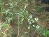  (Pimpinella - MP633)  @11 [ ] Copyright (2013) PHCDBS Paul Hebert Centre for DNA Barcoding and Biodiversity Studies