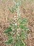  (Cajanus - MP624)  @11 [ ] Copyright (2013) PHCDBS Paul Hebert Centre for DNA Barcoding and Biodiversity Studies