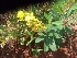  ( - MP627)  @11 [ ] Copyright (2013) PHCDBS Paul Hebert Centre for DNA Barcoding and Biodiversity Studies