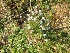  (Eriocaulon heterolepis - MP631)  @11 [ ] Copyright (2013) PHCDBS Paul Hebert Centre for DNA Barcoding and Biodiversity Studies