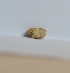  (Zingiber officinale - SP28)  @11 [ ] Copyright (2014) PHCDS Paul Hebert Centre for DNA Barcoding and Biodiversity Studies