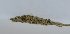  (Cuminum - SP3)  @11 [ ] Copyright (2014) PHCDBS Paul Hebert Centre for DNA Barcoding and Biodiversity Studies