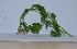  (Coriandrum - MP837)  @11 [ ] Copyright (2014) G.D. Khedkar Paul Hebert Centre For DNA Barcoding And Biodiversity Studies