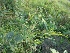  ( - MP357)  @11 [ ] Copyright (2014) PHCDBS Paul Hebert Centre for DNA Barcoding and Biodiversity Studies