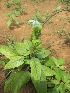  (Clinacanthus - TMPA89)  @11 [ ] Copyright (2013) PHCDBS Paul Hebert Centre for DNA Barcoding and Biodiversity Studies