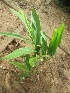  ( - TMPA91)  @11 [ ] Copyright (2013) PHCDBS Paul Hebert Centre for DNA Barcoding and Biodiversity Studies