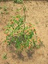  ( - TMPA94)  @11 [ ] Copyright (2013) PHCDBS Paul Hebert Centre for DNA Barcoding and Biodiversity Studies