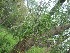  ( - TMPA95)  @11 [ ] Copyright (2013) PHCDBS Paul Hebert Centre for DNA Barcoding and Biodiversity Studies