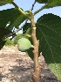  ( - BU225)  @11 [ ] Copyright (2014) PHCDBS Paul Hebert Centre For DNA Barcoding And Biodiversity Studies