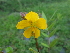  ( - GNP255)  @11 [ ] Copyright (2014) PHCDBS Paul Hebert Centre for DNA Barcoding and Biodiversity Studies