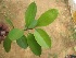 (Garcinia indica - TMPA99)  @11 [ ] Copyright (2014) PHCDBS PAUL HEBERT CENTRE FOR DNA BARCODING AND BIODIVERSITY STUDIES