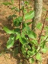  ( - TMPA104)  @11 [ ] Copyright (2014) PHCDBS PAUL HEBERT CENTRE FOR DNA BARCODING AND BIODIVERSITY STUDIES
