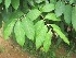  ( - TMPA111)  @11 [ ] Copyright (2014) PHCDBS PAUL HEBERT CENTRE FOR DNA BARCODING AND BIODIVERSITY STUDIES