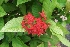  ( - MP64)  @11 [ ] Copyright (2014) PHCDBS Paul Hebert Centre fo DNA Barcoding And Biodiversity Studise