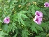  (Jasminum officinale - TMPA115)  @11 [ ] Copyright (2014) PHCDBS PAUL HEBERT CENTRE FOR DNA BARCODING AND BIODIVERSITY STUDIES