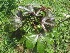  (Jatropha gossypiifolia - TMPA116)  @11 [ ] Copyright (2014) PHCDBS PAUL HEBERT CENTRE FOR DNA BARCODING AND BIODIVERSITY STUDIES