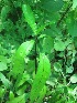  ( - TMPA19)  @11 [ ] Copyright (2013) PHCDBS Paul Hebert Centre for DNA Barcoding and Biodiversity Studies
