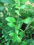  ( - TMPA21)  @11 [ ] Copyright (2013) PHCDBS Paul Hebert Centre for DNA Barcoding and Biodiversity Studies