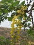  (Cassia - MP17)  @11 [ ] Copyright (2017) Dr. G. D. Khedkar Paul Hebert Centre For DNA Barcoding And Biodiversity Studies