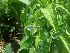  ( - MP2478)  @11 [ ] Copyright (2017) Dr. G. D. Khedkar Paul Hebert Centre For DNA Barcoding And Biodiversity Studies