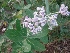  ( - MP2708)  @11 [ ] Copyright (2017) Dr. G. D. Khedkar Paul Hebert Centre For DNA Barcoding And Biodiversity Studies