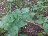  (Vigna - MP3522)  @11 [ ] Copyright (2017) Dr. G. D. Khedkar Paul Hebert Centre For DNA Barcoding And Biodiversity Studies