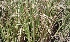  (Oryza sativa - MP3566)  @11 [ ] Copyright (2017) Dr. G. D. Khedkar Paul Hebert Centre For DNA Barcoding And Biodiversity Studies