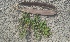  (Oroxylum - MP3576)  @11 [ ] Copyright (2017) Dr. G. D. Khedkar Paul Hebert Centre For DNA Barcoding And Biodiversity Studies