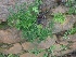  ( - MP4148)  @11 [ ] Copyright (2015) PHCDBS Paul Hebert Centre For DNA Barcoding And Biodiversity Studies