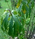  ( - MP5469)  @11 [ ] Copyright (2015) G D Khedkar Paul Hebert Centre For DNA Barcoding And Biodiversity Studies