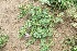  ( - MP91)  @11 [ ] Copyright (2017) Dr. G. D. Khedkar Paul Hebert Centre For DNA Barcoding And Biodiversity Studies
